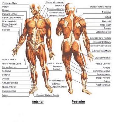 muscle groups
